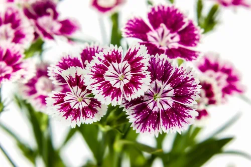 Vista 8 de 500 Pinks chinos mezclados China Rainbow Pink Dianthus Chinensis Semillas de flores bicolor