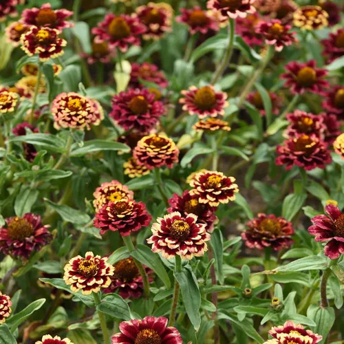 Vista 7 de Outsidepride - Zinnia Haageana, 50 semillas anuales, Aztec Burgundy Bicolor, flores bicolor para plantar, burdeos