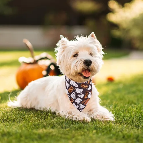 Vista 3 de PTDECOR Bandana de Halloween para perro, bufanda festiva reversible para mascotas, varios tamaños, bandanas triangulares de Halloween para cachorros
