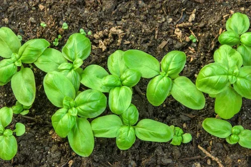 Vista 5 de Semillas de albahaca de hoja grande, más de 700 semillas para plantar sin OMG