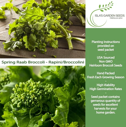 Vista 2 de Semillas de brócoli Raab Rapini de primavera, 300 semillas por paquete, semillas sin OMG, nombre botánico: Brassica oleracea, Isla's Garden Seeds