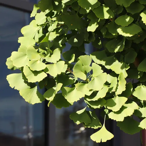 Vista 5 de Brighter Blooms Árbol de ginkgo, 3-4 pies - Árbol de sombra colorido Resistente y versátil Bajo mantenimiento No se envía a AZ