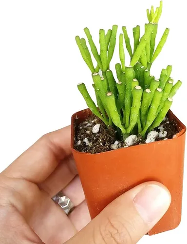 Vista 5 de Dancing Bones Hatiora Salicornioides 2 pulgadas + maceta de arcilla – Suculenta saludable, rara e inusual, planta viva de fácil cuidado, totalmente