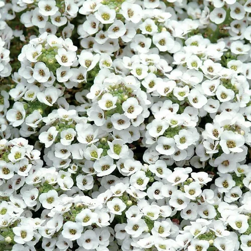 Vista 2 de Park Seed Cesta de Oro Compacta Alyssum Seeds, Vigorous Groundcover, Pack de 200 Semillas.
