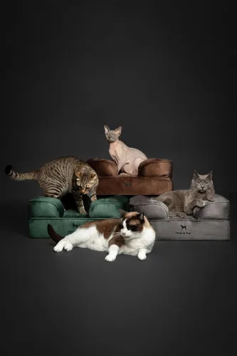 Vista 7 de NOAH & PAW Cama para perros pequeños, 20 x 15 x 8 pulgadas, cama para gatos de interior, espuma viscoelástica ortopédica de cáscara de huevo