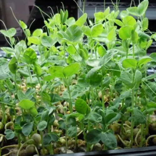 Vista 5 de Handy Pantry Semilla de germinación de guisantes verdes de 8 onzas para brotes, plantación de jardín