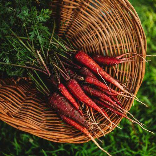 Vista 2 de Zanahoria roja dragón – 150 semillas – Variedad rara reliquia y polinizada abierta, semillas de vegetales sin OMG para plantar en interiores