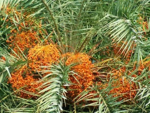 Vista 2 de Phoenix sylvestris, Silver Date Palm Exótica Rare Palms Semillas Semillas Semillas 50 Semillas