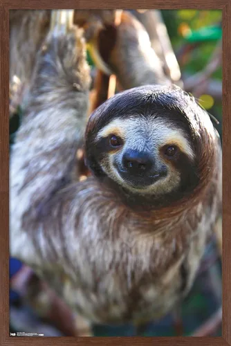 Vista 9 de Trends International Póster de pared de perezoso - Sonrisa, 14.725 x 22.375 pulgadas, versión enmarcada de madera de granero