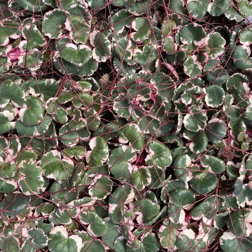 Vista 3 de Planta viva de begonia abigarrada, maceta de 2.5 pulgadas