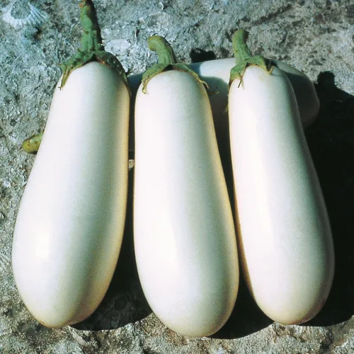 Vista 5 de Semillas Berenjena Blanca Berenjena Tailandesa Heirloom Vegetal No GMO para plantar
