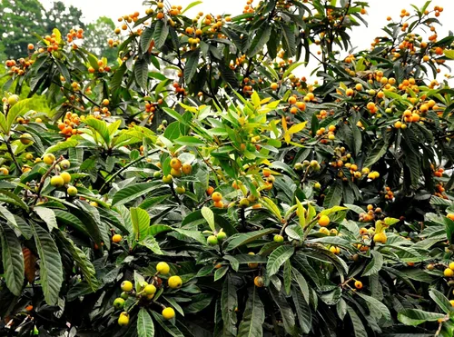 Vista 4 de TomorrowSeeds - Semillas de árbol de níspero - Más de 10 unidades - para plantar Eriobotrya Japonica Pipa china Biwa Bibasse Ciruela Nispero Fruta