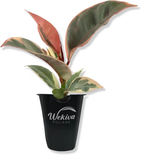 Vista 9 de Ficus Tree - Paquete de 3 plantas de inicio en macetas de 2 pulgadas, variedad de variedades, impresionante planta interior de fácil cuidado