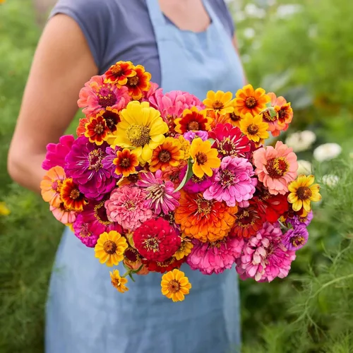 Vista 17 de Eden Brothers Zinnia Seeds - Mezcla de California Giants, semillas sin OMG para plantar, 5 libras Semillas de flores de bajo mantenimiento