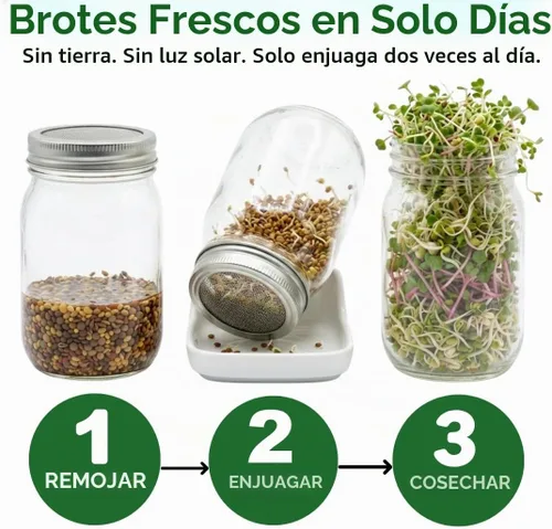 Vista 6 de Todd's Seeds Mezcla de semillas para germinar; Brócoli, rábano, alfalfa, sin OMG, libres de químicos, alta germinación (1/4 libra)