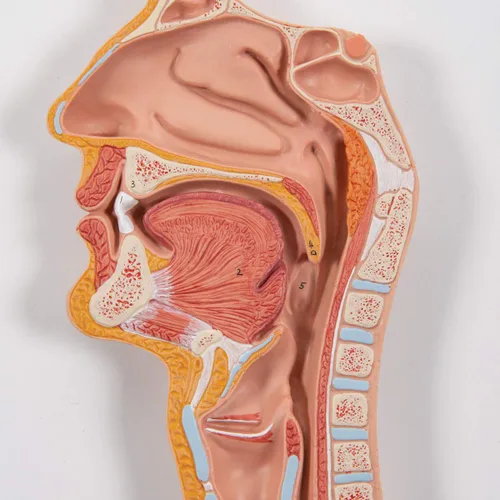 Vista 3 de 3B Scientific Sistema digestivo K21 3 parte - 3B Smart Anatomy