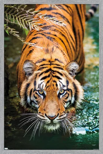 Vista 15 de Trends International Tiger - Póster de pared de agua, 14.725 x 22.375 pulgadas, versión enmarcada de madera de granero