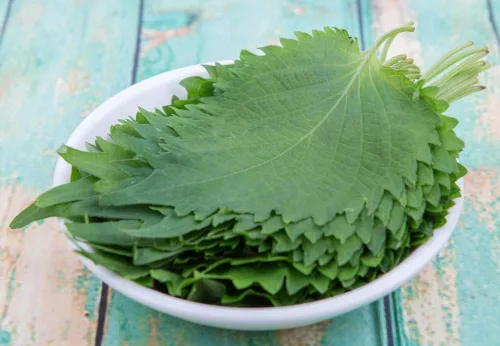 Vista 2 de Semillas Shiso verdes para plantar (más de 200 semillas) Hierba japonesa picante, barra de sushi, reliquia asiática, clima fresco, fragante