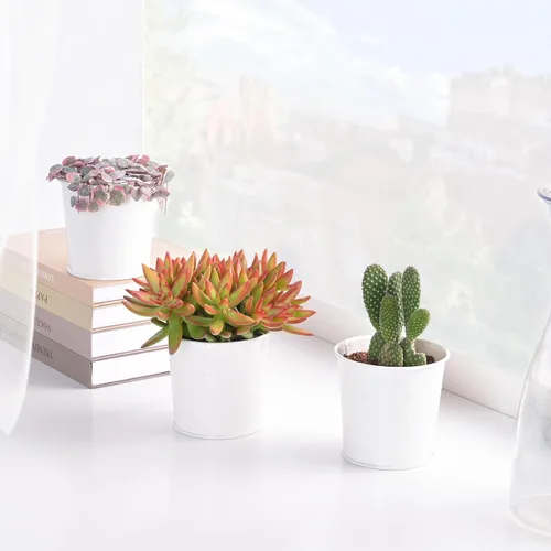 Vista 3 de Suculenta viva Sedum Adolphi 'Firestorm', 4 pulgadas, totalmente arraigada, fácil de cuidar
