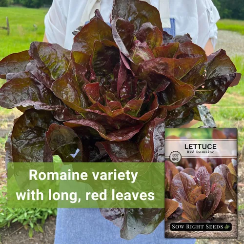 Vista 3 de Sow Right Seeds - Semillas de lechuga romana roja para plantar - Paquete de reliquia sin OMG con instrucciones para plantar un huerto casero - Al