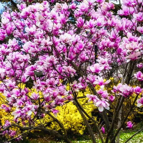 Vista 2 de Magnolia Tree Planta viva para plantar, flores de magnolia arbusto de 6 a 12 pulgadas de altura, en maceta, arbusto de magnolia fragante