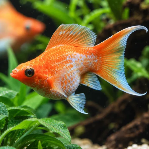 Vista 6 de Swimming Creatures™ 4 Lyretail Balloon Molly (Poecilia sphenops) Peces de acuario vivos de agua dulce – Variedad mixta colorida – Colores Molly