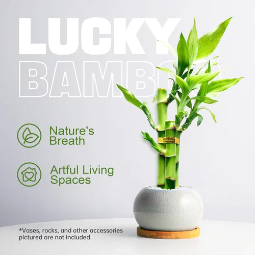 Vista 3 de 3 tallos de plantas de bambú de la suerte en interior con vida - Set de múltiples alturas (2x4 & 1x6) para buena suerte y prosperidad - Planta