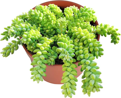Vista 20 de Suculenta viva Sedum Adolphi 'Firestorm', 4 pulgadas, totalmente arraigada, fácil de cuidar