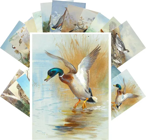 Vista 4 de PIXILUV Postales vintage (24 piezas de 4 x 6 pulgadas cada una) Pinturas de pájaros bonitos de loros y cacatúas, postales vintage, tarjetas