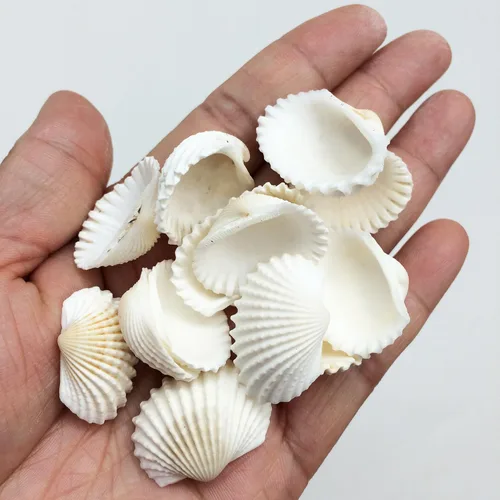 Vista 3 de Conchas marinas Pepperlonely, vieiras de diferentes tamaños