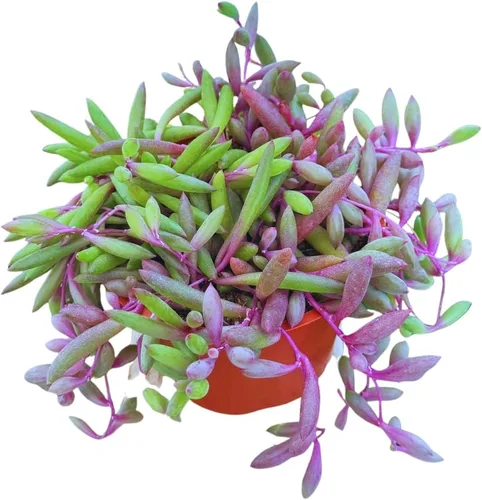 Vista 7 de Suculenta viva de 4 pulgadas "Baby Toes Fenestraria Rhopalophylla, plantas suculentas vivas completamente enraizadas, planta