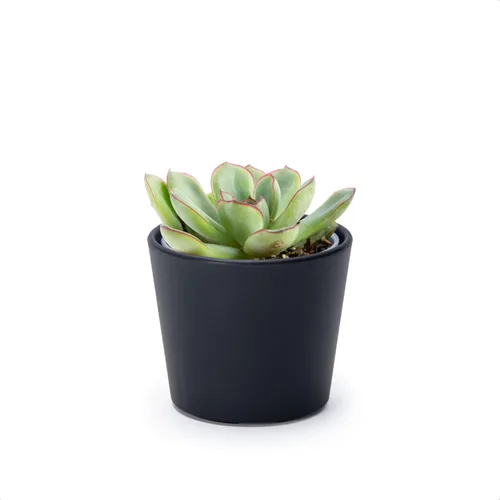 Vista 18 de Phoenix Vine Macetero de plástico verde oliva de 4.5 pulgadas con maceta transparente, cubierta decorativa ligera con maceta interior transparente