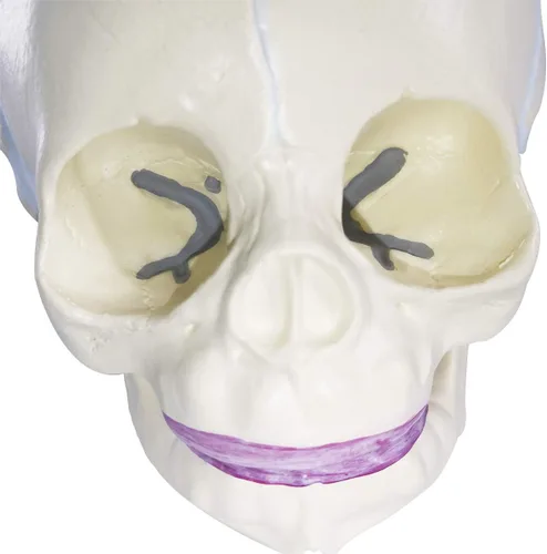 Vista 5 de EVOTECH SCIENTIFIC Modelo de cráneo infantil humano, modelo de cráneo de anatomía fetal de tamaño real para enseñanza médica, herramienta