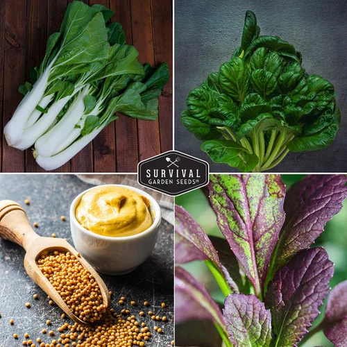 Vista 4 de Semillas de color verde mostaza para plantar, paquete variado de 4 hojas verdes tradicionales Tatsoi, Southern Giant, Giant Red, Pak Choi Mustard
