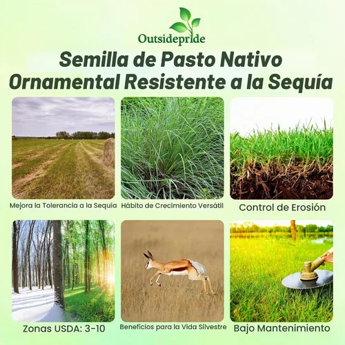 Vista 3 de Outsidepride Semilla de hierba perenne Little Bluestem – 1 libra Temporada cálida, resistente a la sequía, semillas de hierba de pradera nativa