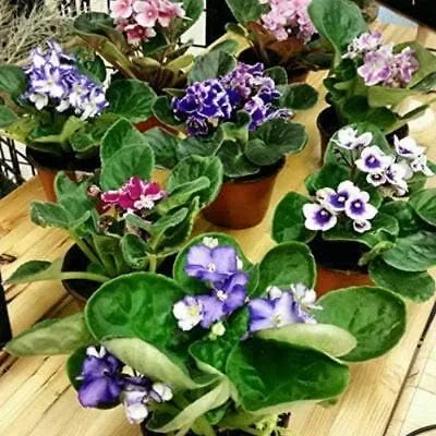 Vista 2 de Tres plantas de violeta africana, colores surtidos de JMBAMBOO