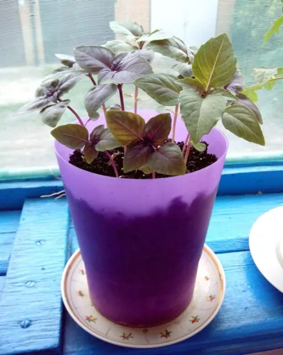 Vista 2 de Semillas de albahaca morada de interior sin OMG hierbas para plantar