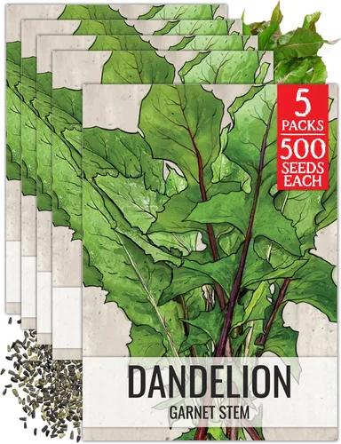 Vista 8 de Seed Needs - Semillas de achicoria para plantar flores azules de diente de león italiano, 1 paquete