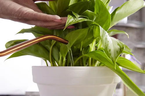Vista 6 de Miracle-Gro Alimento para plantas de interior, fertilizante para plantas, 8 onzas (paquete de 6) Alimento líquido para plantas
