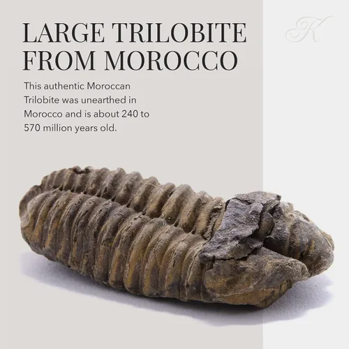 Vista 3 de KALIFANO Auténtico fósil de trilobite grande de artrópodo Calymene de Marruecos - Trilobita marina/Calymene para colecciones de fósiles y fines
