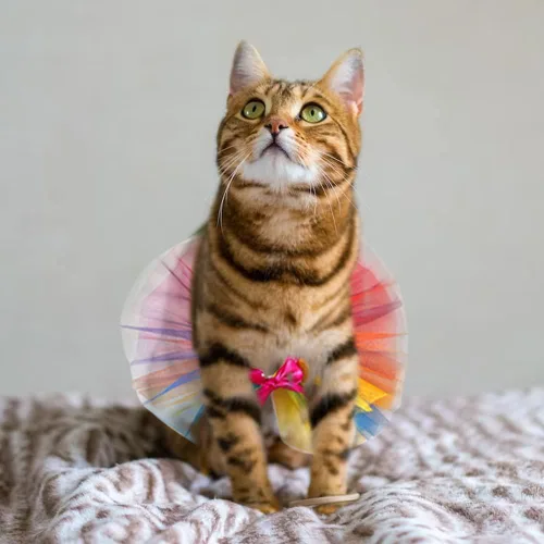 Vista 5 de Threetols Disfraz de arco iris para perro, vestido de princesa del orgullo navideño para gatos y perros, juego de tutú y collar para mascotas