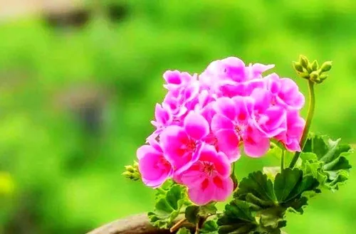 Vista 4 de Semillas de flores de geranio mixto Planta Perenne Floración Jardín Hogar - 20 piezas Semillas