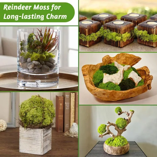 Vista 3 de Musgo de reno azul de 3.5 onzas, musgo preservado para plantas, decoración de musgo, musgo verde para manualidades, musgo para plantas en maceta