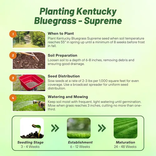 Vista 4 de Outsidepride Supreme Kentucky Bluegrass Seed Mix – 5 libras tolerante al frío, césped de textura fina tipo césped con revestimiento OptiGrowth