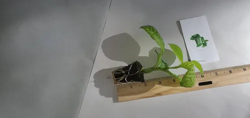 Vista 2 de 2-Live Passiflora quadrangularis 'Giant Grandilla' Plantas de inicio (no se puede enviar a:AZ, AK, HI, OR, PR)