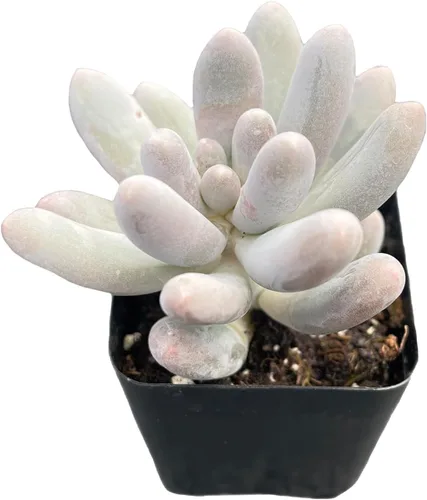 Vista 4 de Plantas suculentas vivas de 2 pulgadas, cactus con cono de pino, mini suculentas en maceta, planta de interior de fácil cuidado, regalos únicos