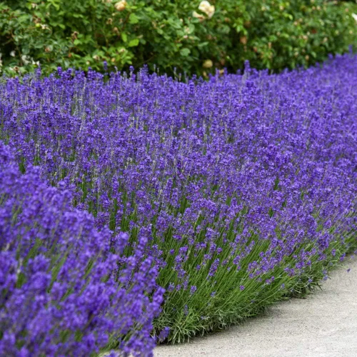 Vista 7 de Semillas de lavanda inglesa Outsidepride - 5000 piezas de hierbas perennes