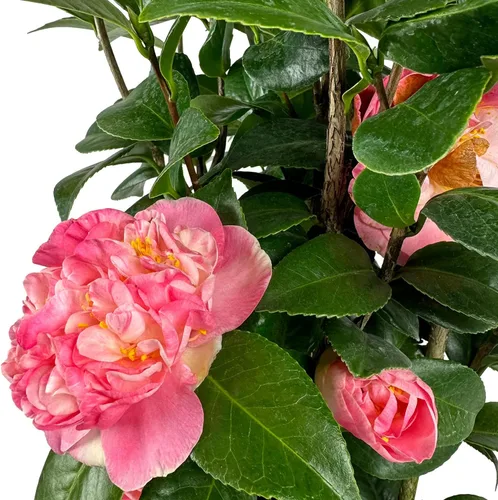Vista 3 de Blooming & Beautiful - Mrs. Lyman Clarke Camellia - 3 galones - Arbusto de hoja perenne - Floraciones grandes rosadas semidubles - Estambres dorados