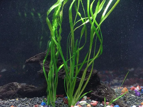 Vista 5 de Paquete de plantas de acuario vivas de 10 especies de Florida