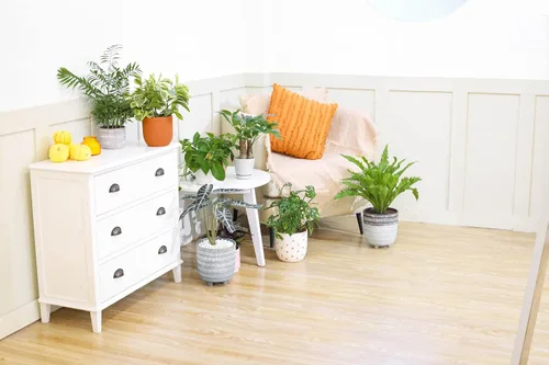 Vista 7 de Alocasia Bambino (maceta cultivadora de 4 pulgadas) - Planta de interior con poca luz y saludable - Planta de interior de interior fácil de cuidar